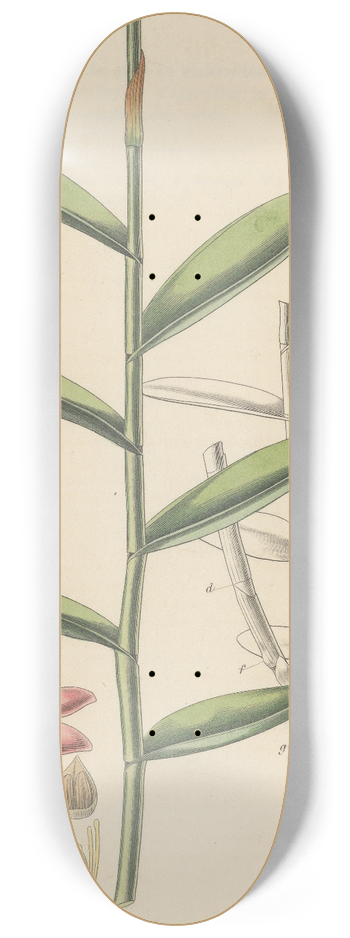 William Jackson Hooker - Epidendrum ellipticum 8.25 inch art skate deck