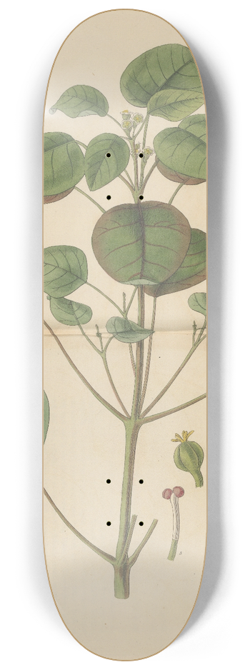 William Jackson Hooker - Euphorbia cotinifolia 8.25 inch art skate deck