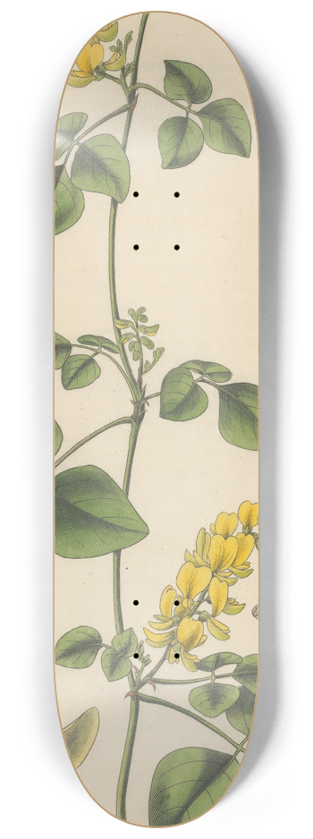 William Jackson Hooker - Glycine mollis 8.25 inch art skate deck