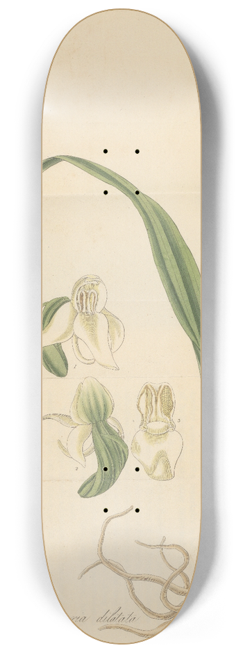 William Jackson Hooker - Habenaria dilatata 8.25 inch art skate deck