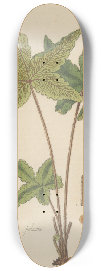 William Jackson Hooker - Hemionitis palmata 8.25 inch art skate deck