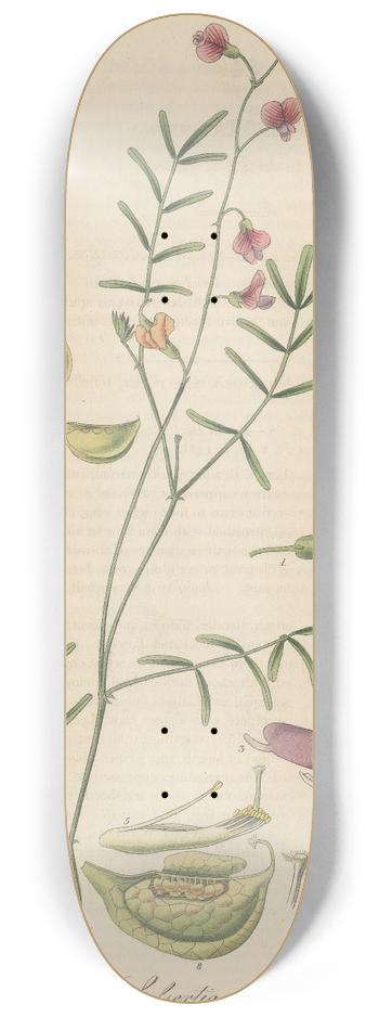 William Jackson Hooker - Lessertia annua 8.25 inch art skate deck