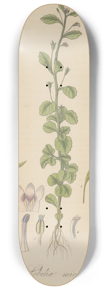 William Jackson Hooker - Lobelia micrantha 8.25 inch art skate deck