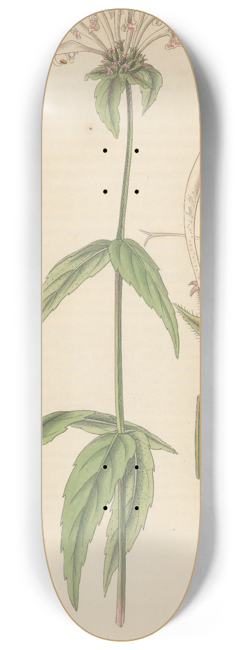 William Jackson Hooker - Monarda Russelliana 8.25 inch art skate deck