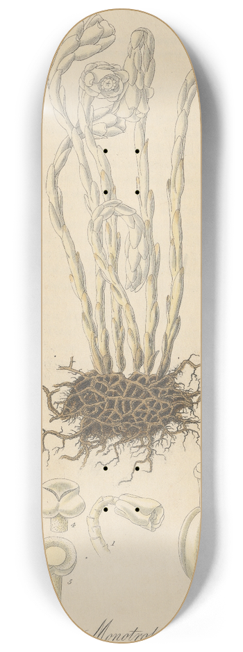 William Jackson Hooker - Monotropa uniflora 8.25 inch art skate deck
