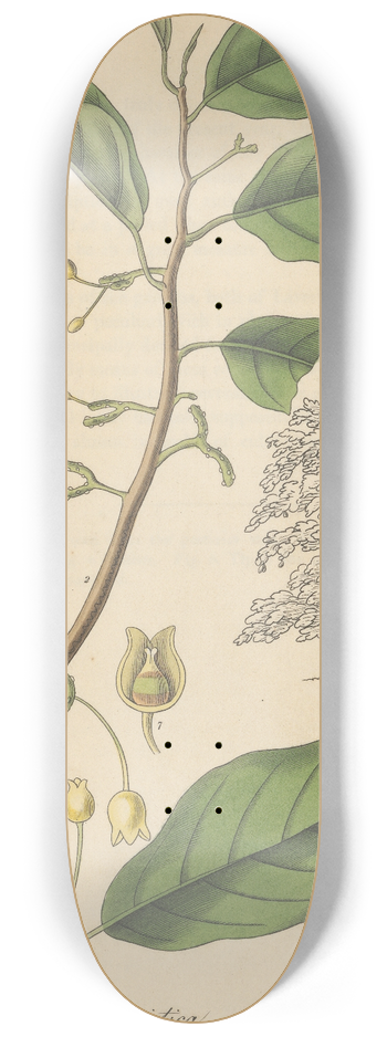 William Jackson Hooker - Myristica Officinalis 8.25 inch art skate deck