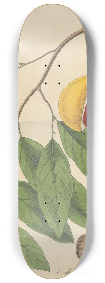 William Jackson Hooker - Myristica Officinalis (fruit) 8.25 inch art skate deck