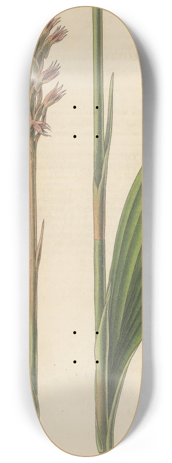 William Jackson Hooker - Neottia plantaginea 8.25 inch art skate deck