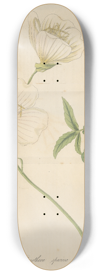 William Jackson Hooker - Oenothera speciosa 8.25 inch art skate deck