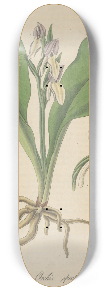 William Jackson Hooker - Orchis spectabilis 8.25 inch art skate deck