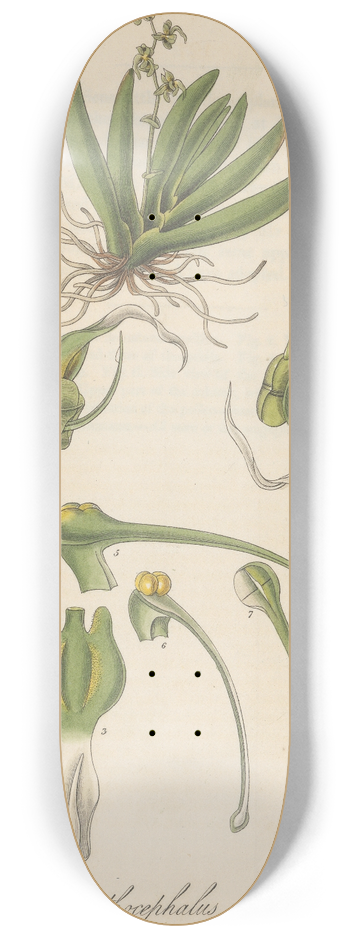 William Jackson Hooker - Ornithocephalus gladiatus 8.25 inch art skate deck