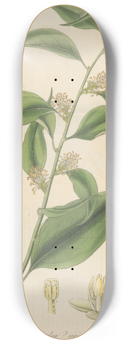 William Jackson Hooker - Pachysandra coriacea 8.25 inch art skate deck