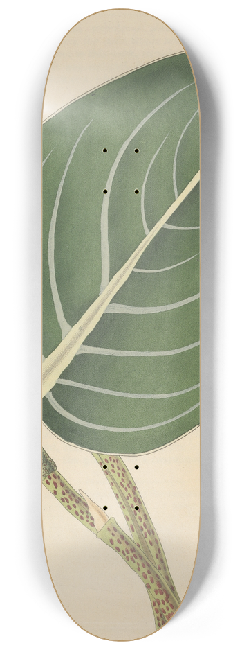 William Jackson Hooker - Peperomia maculosa 8.25 inch art skate deck