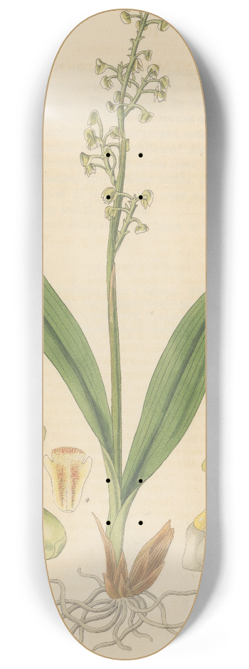 William Jackson Hooker - Polystachia luteola 8.25 inch art skate deck