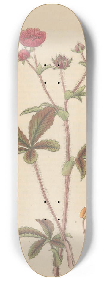 William Jackson Hooker - Potentilla nepalensis 8.25 inch art skate deck
