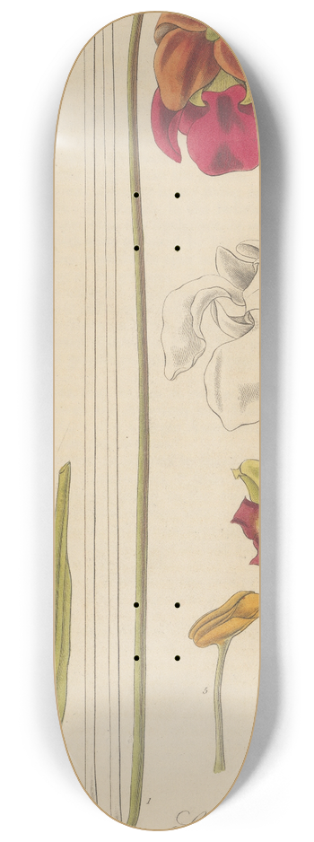 William Jackson Hooker - Sarracenia rubra 8.25 inch art skate deck