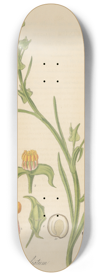 William Jackson Hooker - Talinum ciliatum 8.25 inch art skate deck