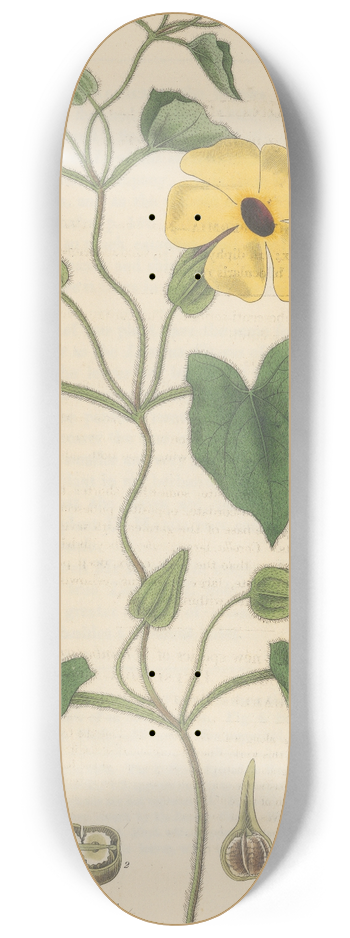 William Jackson Hooker - Thunbergia alata 8.25 inch art skate deck