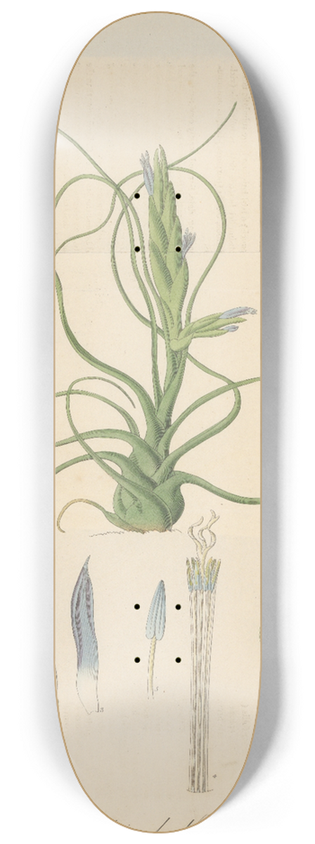 William Jackson Hooker - Tillandsia bulbosa 8.25 inch art skate deck