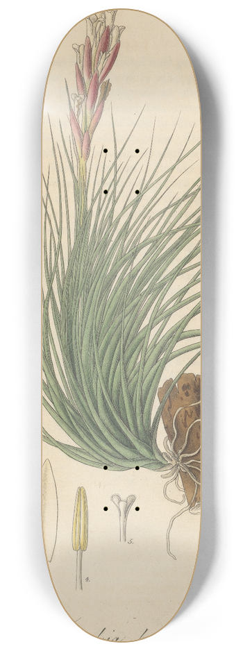 William Jackson Hooker - Tillandsia Pulchella 8.25 inch art skate deck