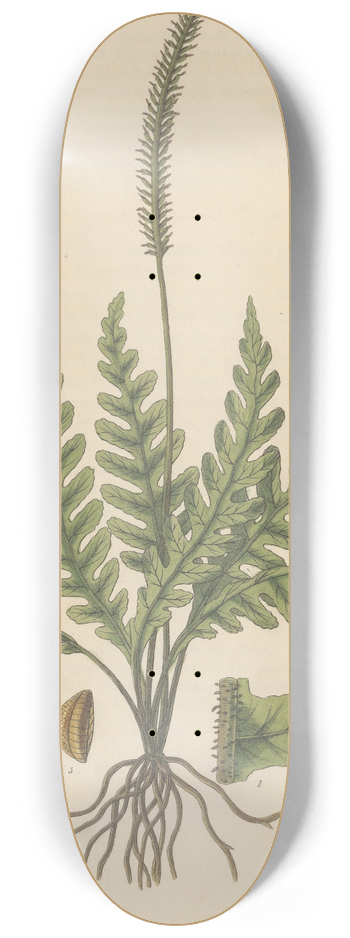 William Jackson Hooker - Trichomanes elegans 8.25 inch art skate deck