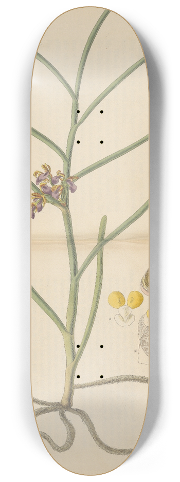 William Jackson Hooker - Vanda trichorhiza 8.25 inch art skate deck