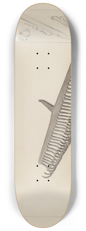 William Mills - Clam Rake 8.25 inch art skate deck