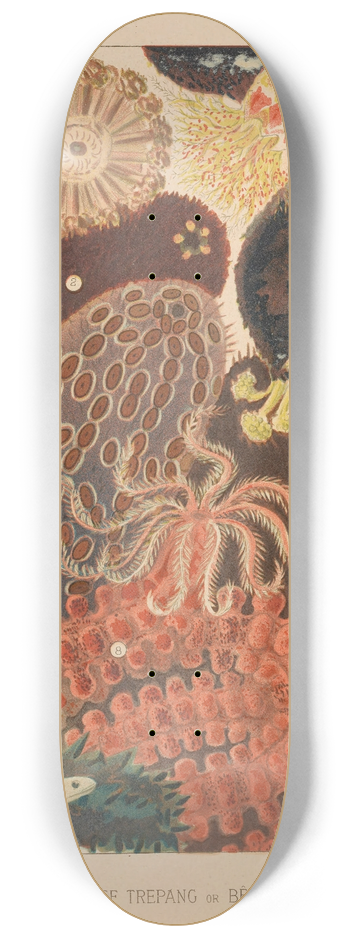 William Saville-Kent - Barrier Reef Trepang 8.25 inch art skate deck