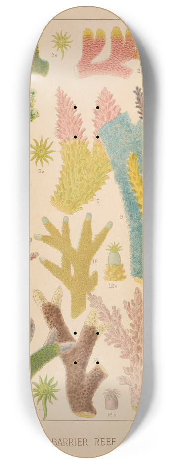William Saville-Kent - Great Barrier Reef Corals III 8.25 inch art skate deck