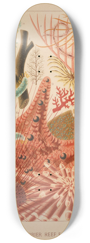 William Saville-Kent - Great Barrier Reef Echinoderms 8.25 inch art skate deck