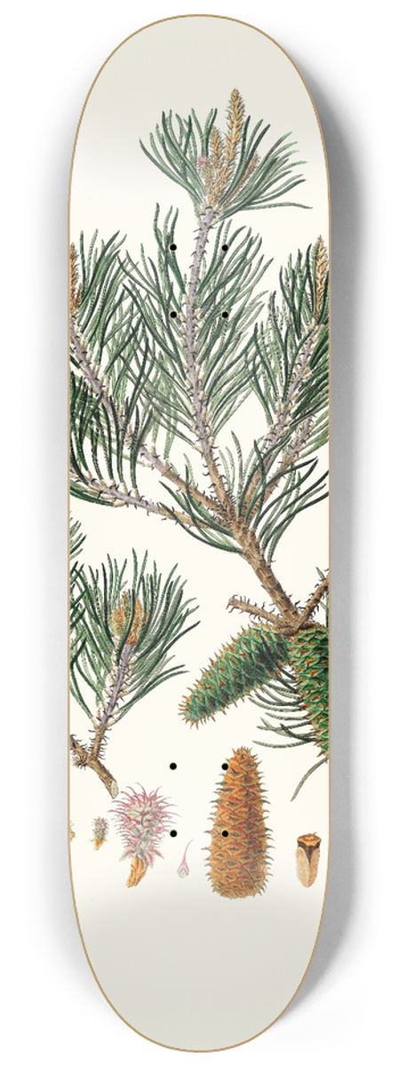 Aylmer Bourke Lambert - Pinus inops = Jersey pine 8.25 inch art skate deck