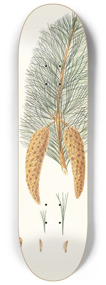 Aylmer Bourke Lambert - Pinus monticola = Short-leaved Weymouth pine. [Western white pine] 8.25 inch art skate deck
