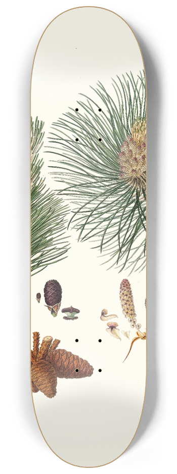 Aylmer Bourke Lambert - Pinus resinosa = Pitch pine 8.25 inch art skate deck