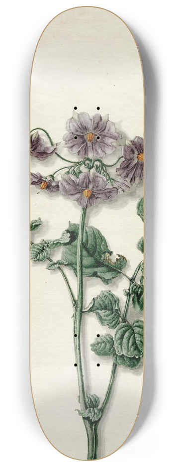 Barend Hendrik Thier - Bloeiende aardappel 8.25 inch art skate deck