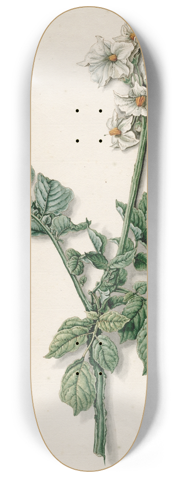 Barend Hendrik Thier - Bloeiende aardappelplant 8.25 inch art skate deck