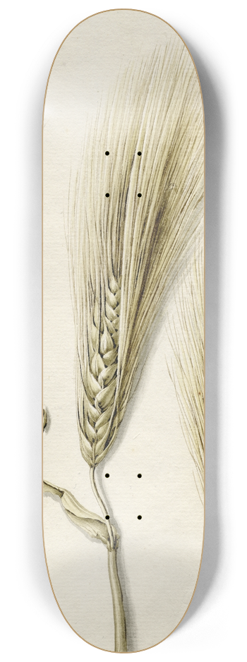 Barend Hendrik Thier - Rijpe gerst 8.25 inch art skate deck
