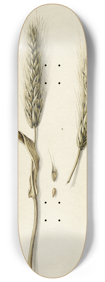 Barend Hendrik Thier - Rijpe rogge 8.25 inch art skate deck