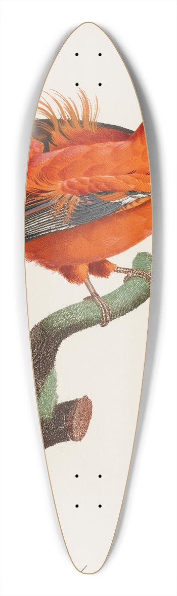 After Jacques Barraband - Le Coq De Roche Male (Male Cock-Of-The Rock) 39.3 inch art pintail longboard deck