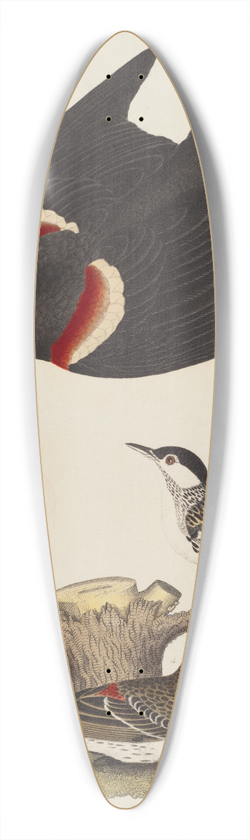 Alexander Lawson - Red-winged Starling, Female Red-winged Starling, Black-poll Warbler, and Lesser Red-poll 39.3 inch art pintail longboard deck