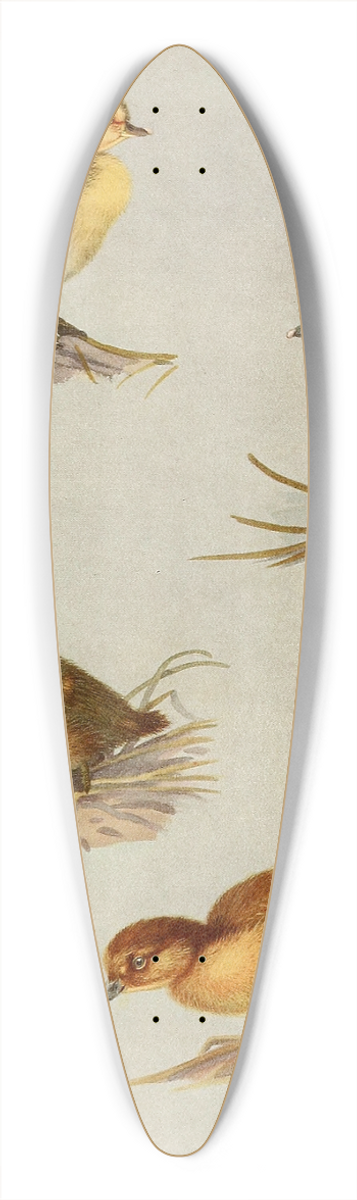 Allan Brooks - Downy Young Of White-Eyed Duck, Tufted Duck, Scaup Duck, Lesser Scaup Duck 39.3 inch art pintail longboard deck