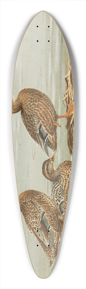 Allan Brooks - Hawaiian Duck, Oustalets Gray Duck 39.3 inch art pintail longboard deck