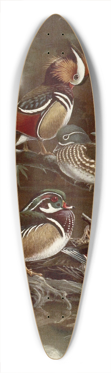Allan Brooks - Mandarin Duck,Carolina Duck 39.3 inch art pintail longboard deck