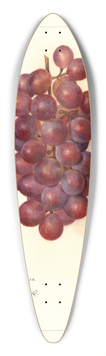 Amanda Almira Newton - Vitis 39.3 inch art pintail longboard deck