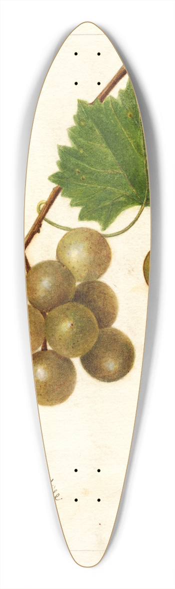 Amanda Almira Newton - Vitis: Scuppernong 39.3 inch art pintail longboard deck