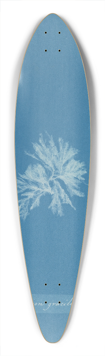 Anna Atkins - Callithamnion gracillimum 39.3 inch art pintail longboard deck