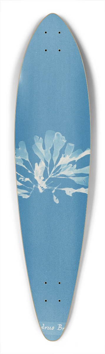 Anna Atkins - Chondrus Brodii 39.3 inch art pintail longboard deck