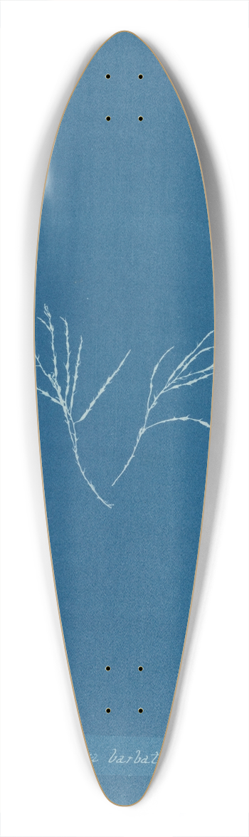 Anna Atkins - Cystoseira barbata 39.3 inch art pintail longboard deck