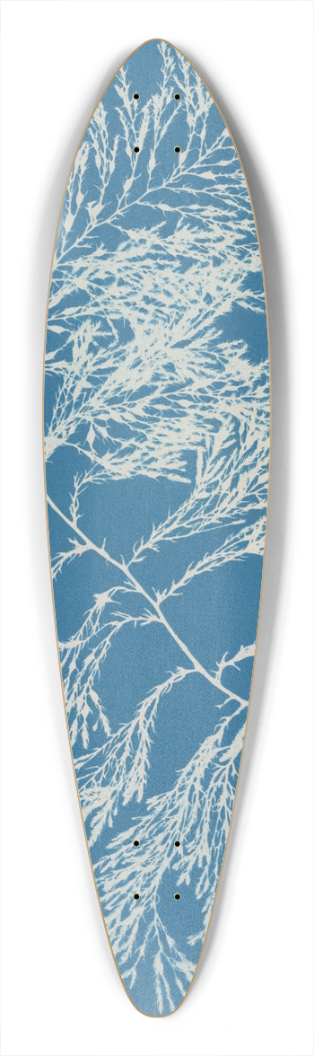 Anna Atkins - Cystoseira ericoides. 39.3 inch art pintail longboard deck