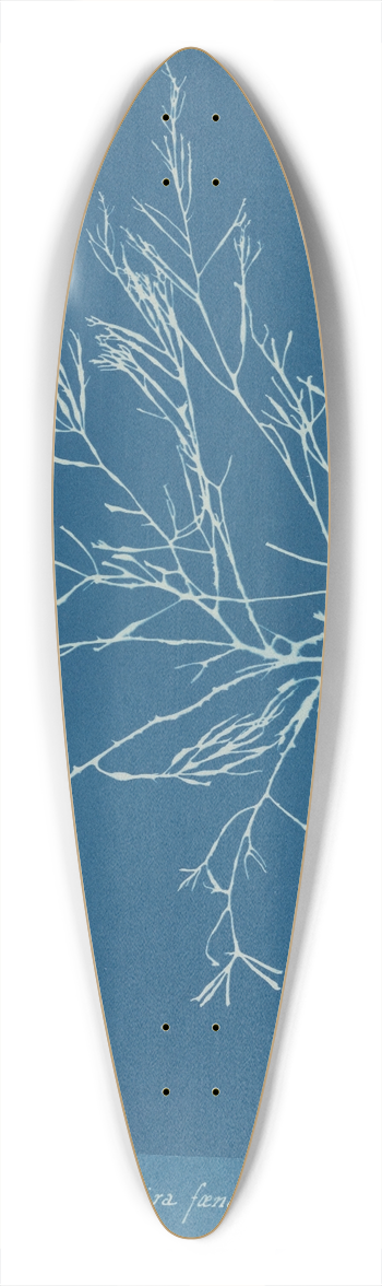 Anna Atkins - Cystoseira foeniculacea 39.3 inch art pintail longboard deck