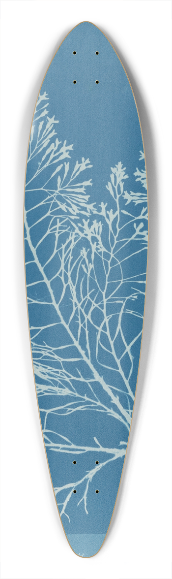 Anna Atkins - Cystoseira granulata 39.3 inch art pintail longboard deck